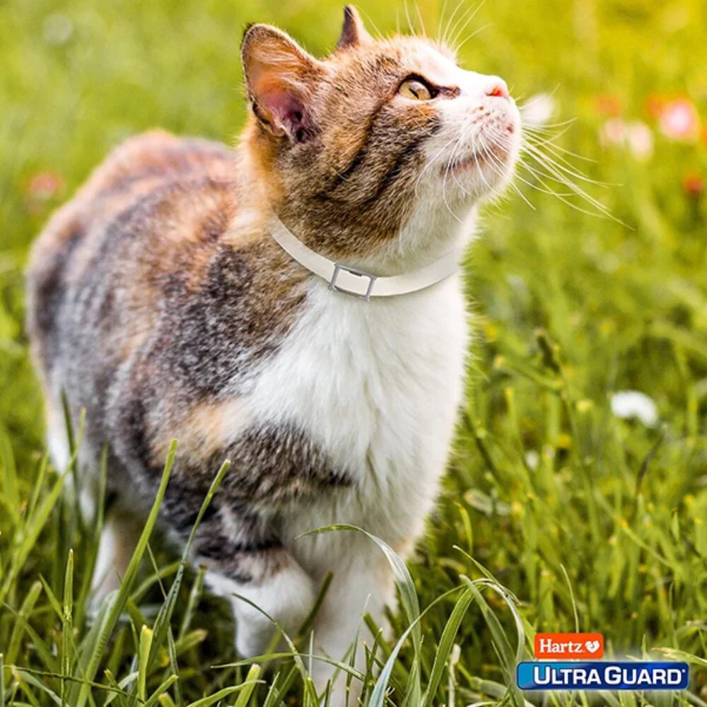New UltraGuard Flea and Tick Collar for Cats 7 Month Protection